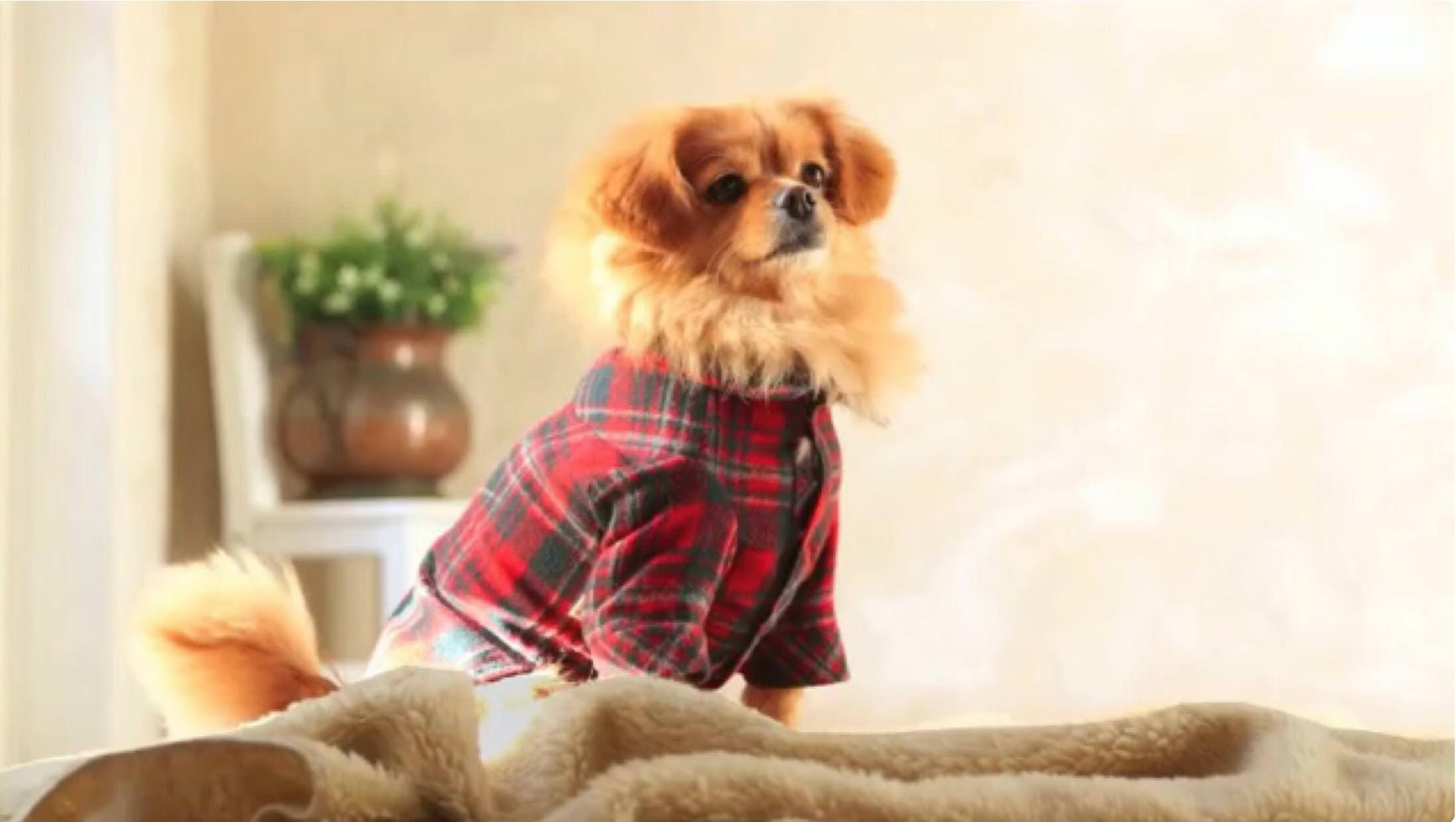 2/25(火)・3/17(火)・4/28(火)【申込締切：2/15】「愛犬のために手作りドックウエアを作ろう?」手作りドックウエア入門講座＠藤枝モデルハウス